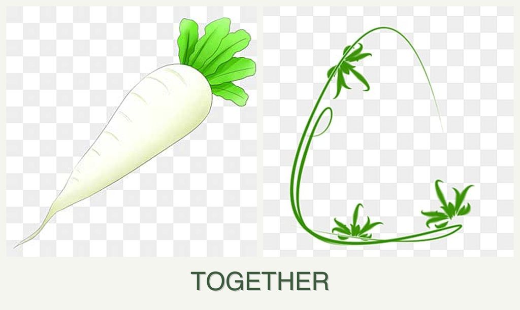 Can you plant radishes and tarragon together?