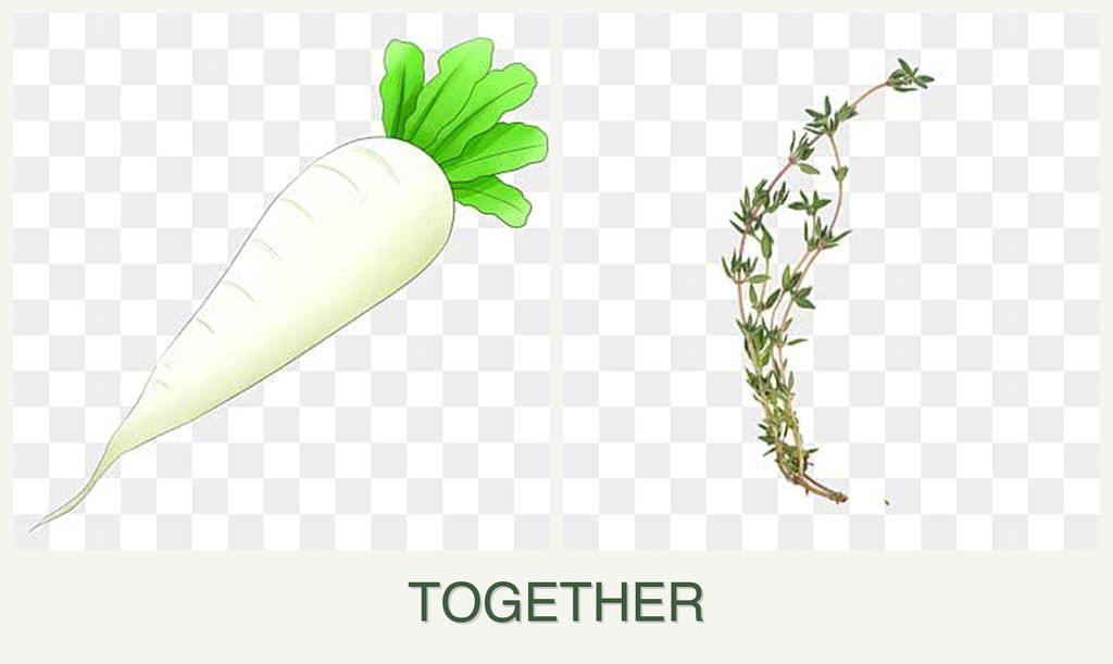 Can you plant radishes and thyme together?