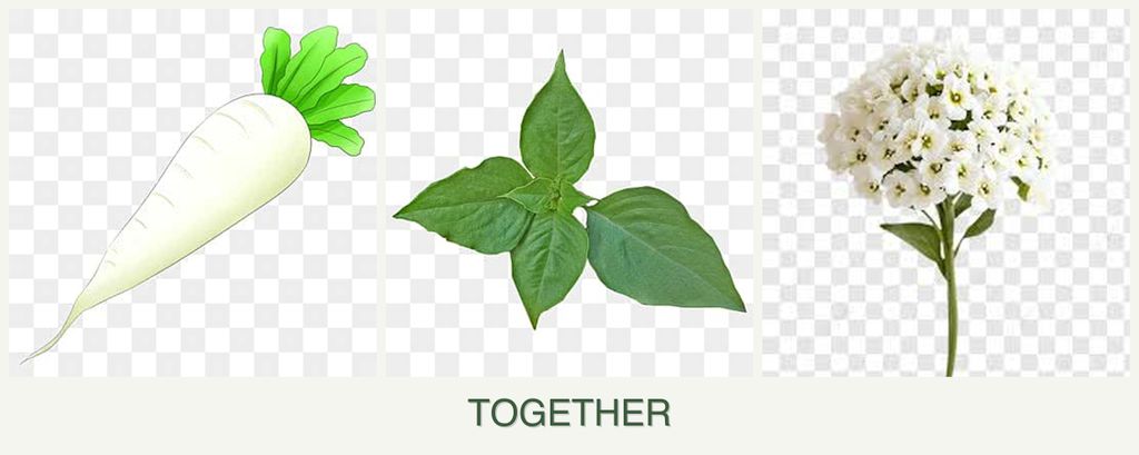 Can you plant radishes, basil and alyssum together?