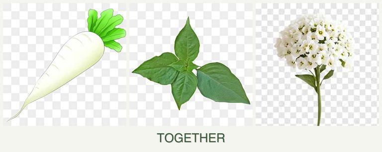 Can you plant radishes, basil and alyssum together?