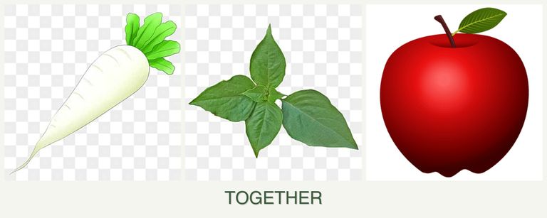 Can you plant radishes, basil and apples together?