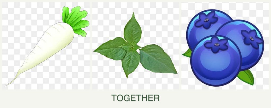 Can you plant radishes, basil and blueberries together?