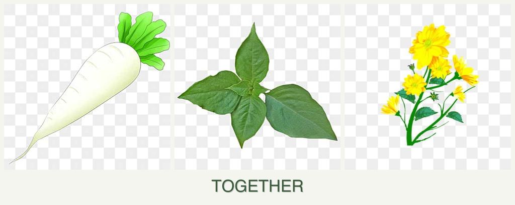 Can you plant radishes, basil and calendula together?