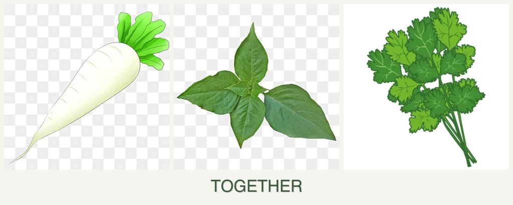 Can you plant radishes, basil and cilantro together?