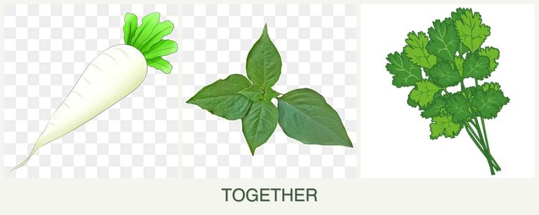 Can you plant radishes, basil and cilantro together?