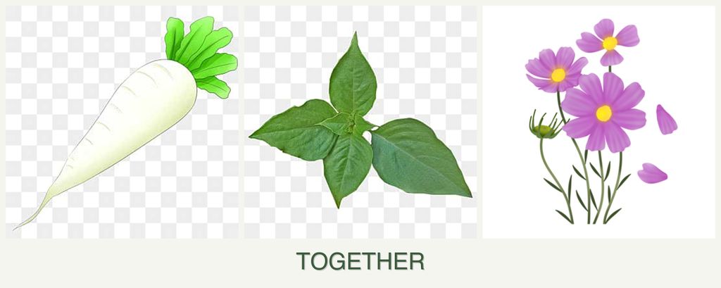 Can you plant radishes, basil and cosmos together?