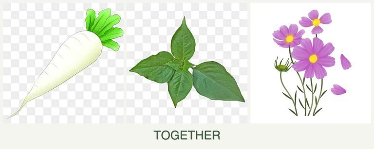 Can you plant radishes, basil and cosmos together?