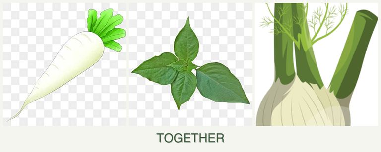 Can you plant radishes, basil and fennel together?