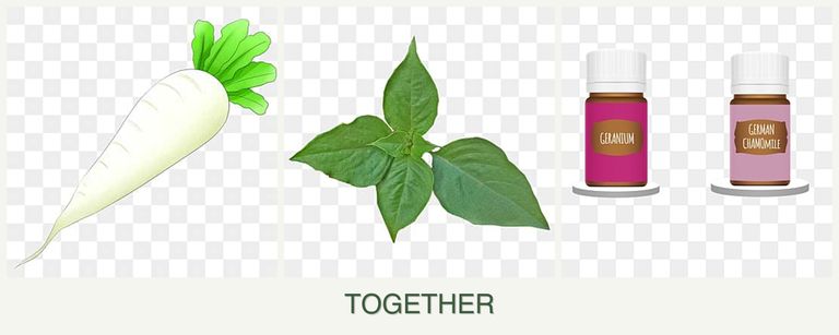 Can you plant radishes, basil and geraniums together?