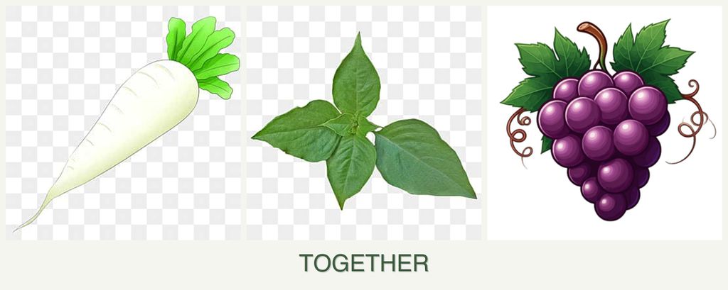 Can you plant radishes, basil and grapes together?