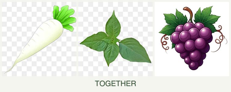Can you plant radishes, basil and grapes together?