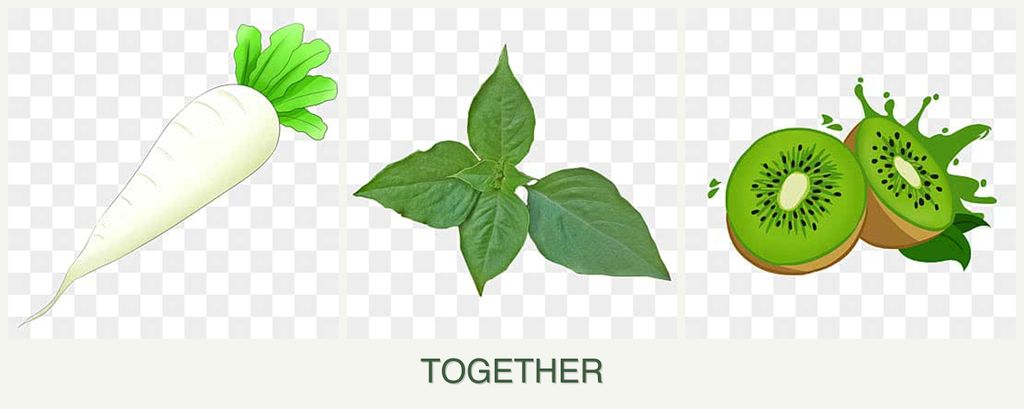 Can you plant radishes, basil and kiwi together?