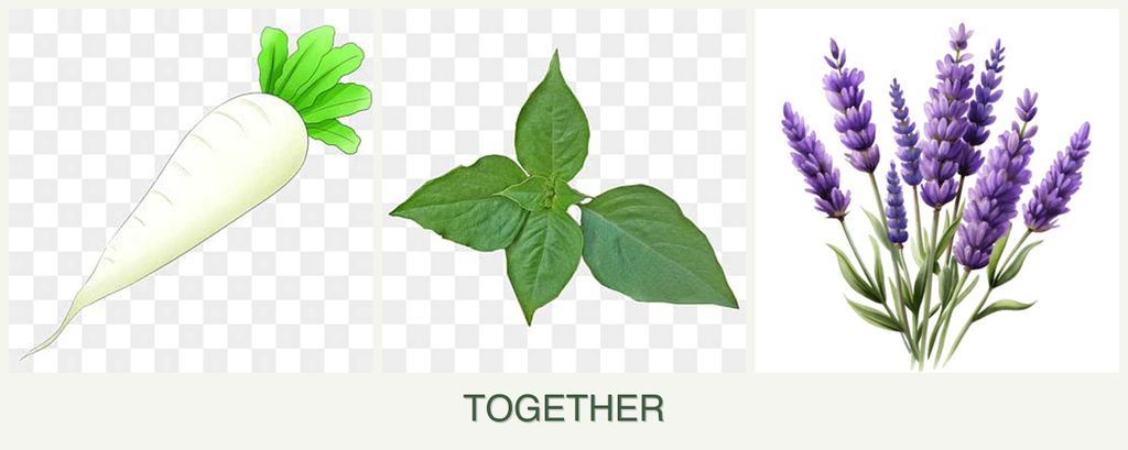 Can you plant radishes, basil and lavender together?