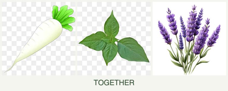Can you plant radishes, basil and lavender together?