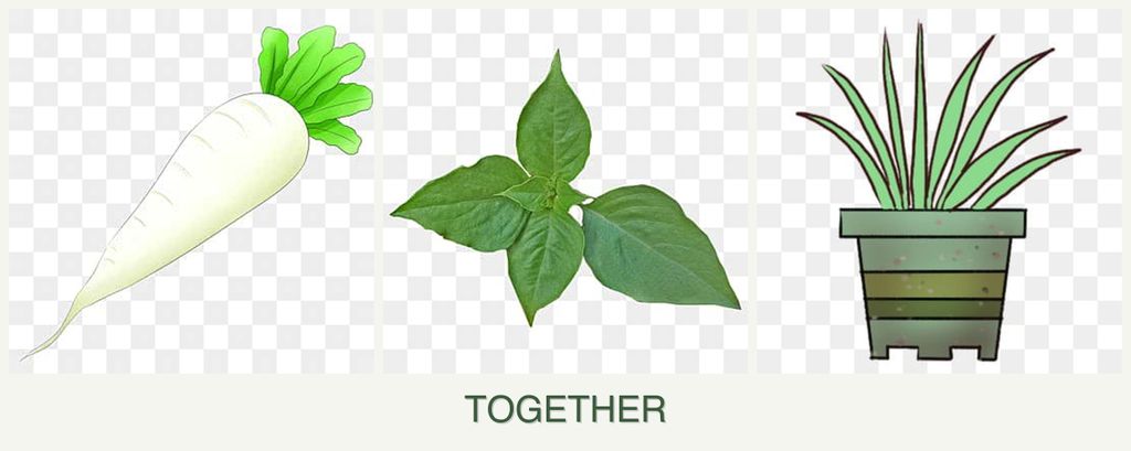 Can you plant radishes, basil and lemongrass together?