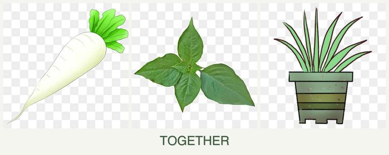 Can you plant radishes, basil and lemongrass together?