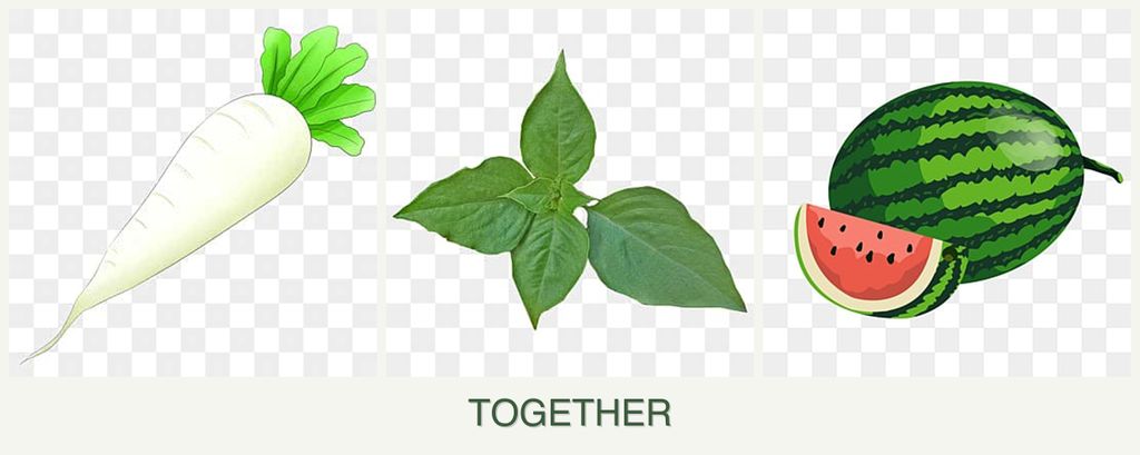Can you plant radishes, basil and melons together?