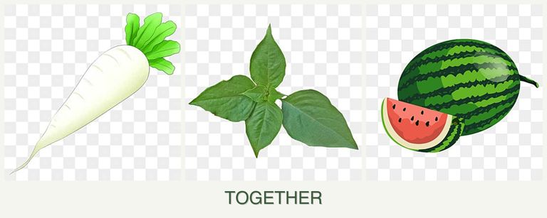 Can you plant radishes, basil and melons together?