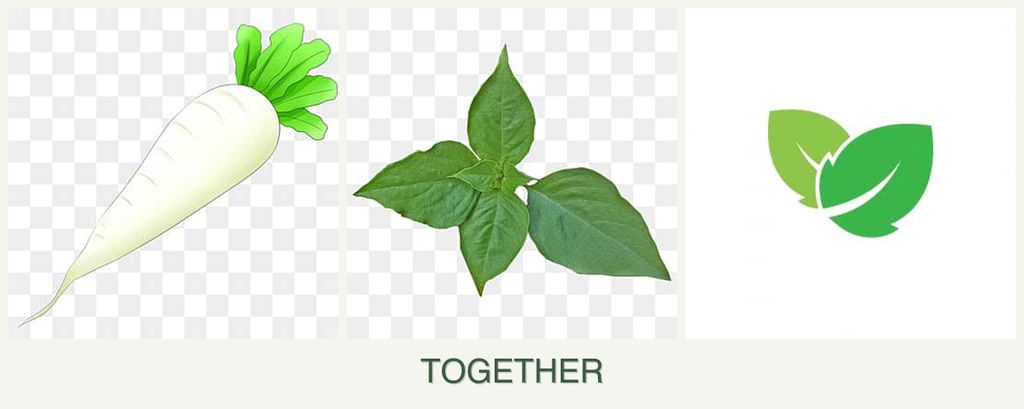 Can you plant radishes, basil and mint together?