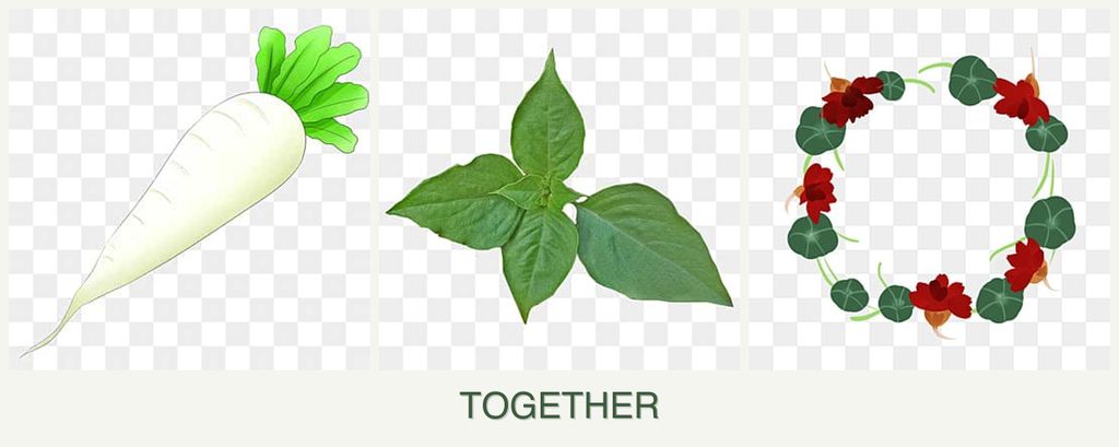 Can you plant radishes, basil and nasturtiums together?