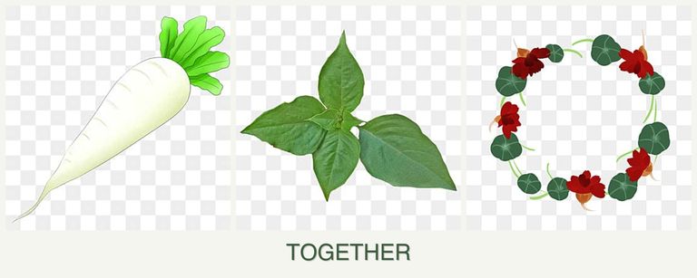 Can you plant radishes, basil and nasturtiums together?