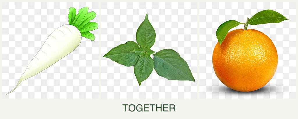 Can you plant radishes, basil and oranges together?
