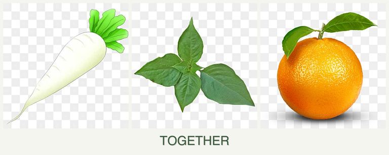 Can you plant radishes, basil and oranges together?