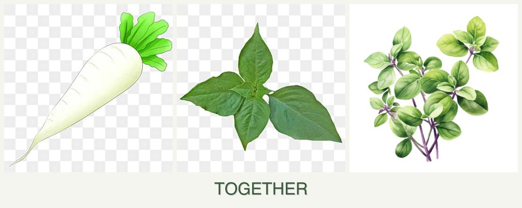 Can you plant radishes, basil and oregano together?