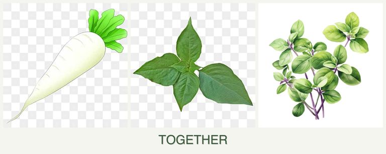 Can you plant radishes, basil and oregano together?