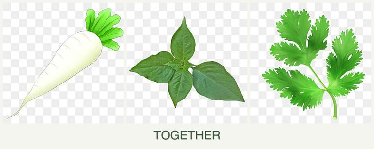 Can you plant radishes, basil and parsley together?
