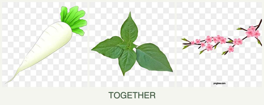 Can you plant radishes, basil and peaches together?