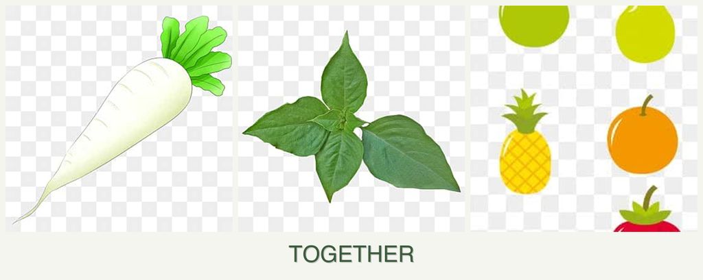 Can you plant radishes, basil and pears together?