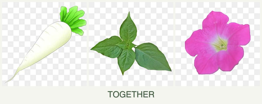 Can you plant radishes, basil and petunias together?