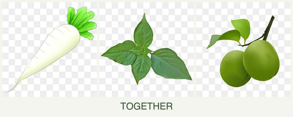 Can you plant radishes, basil and plums together?