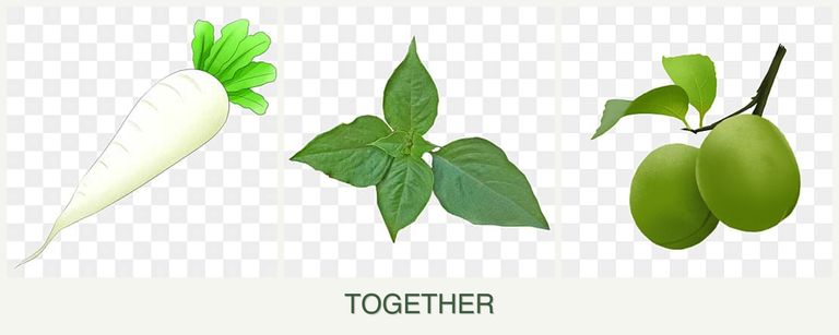 Can you plant radishes, basil and plums together?