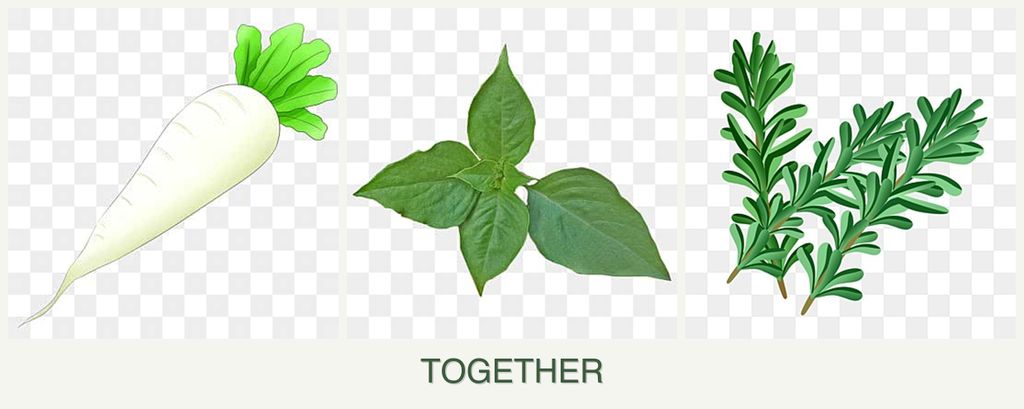 Can you plant radishes, basil and rosemary together?