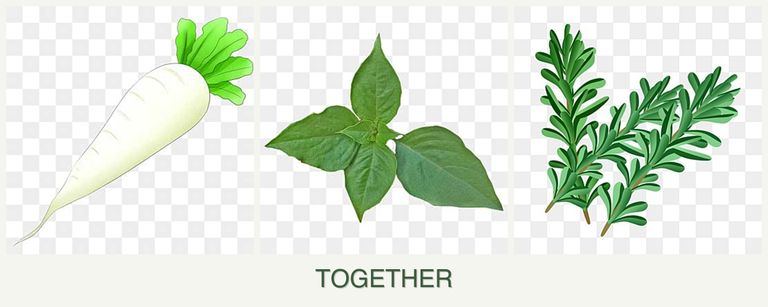 Can you plant radishes, basil and rosemary together?