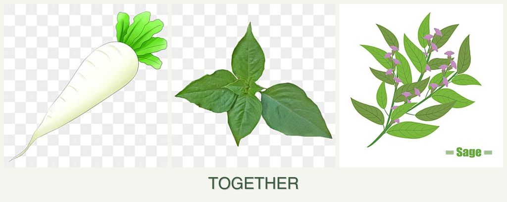 Can you plant radishes, basil and sage together?