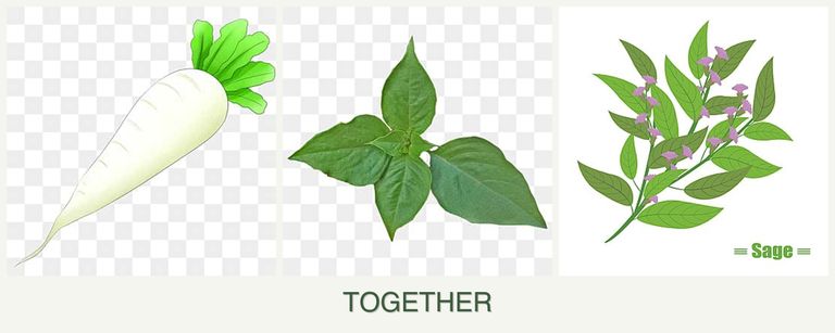 Can you plant radishes, basil and sage together?