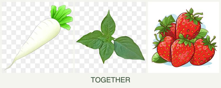 Can you plant radishes, basil and strawberries together?