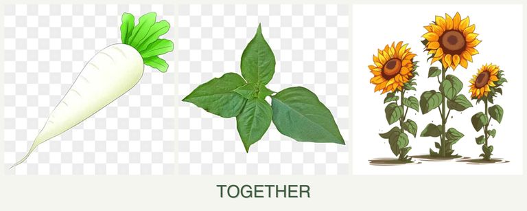 Can you plant radishes, basil and sunflowers together?