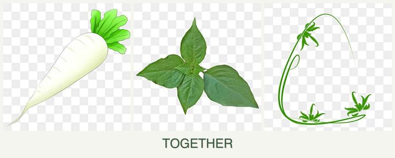 Can you plant radishes, basil and tarragon together?