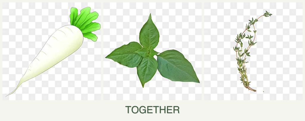 Can you plant radishes, basil and thyme together?