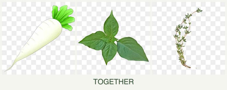 Can you plant radishes, basil and thyme together?