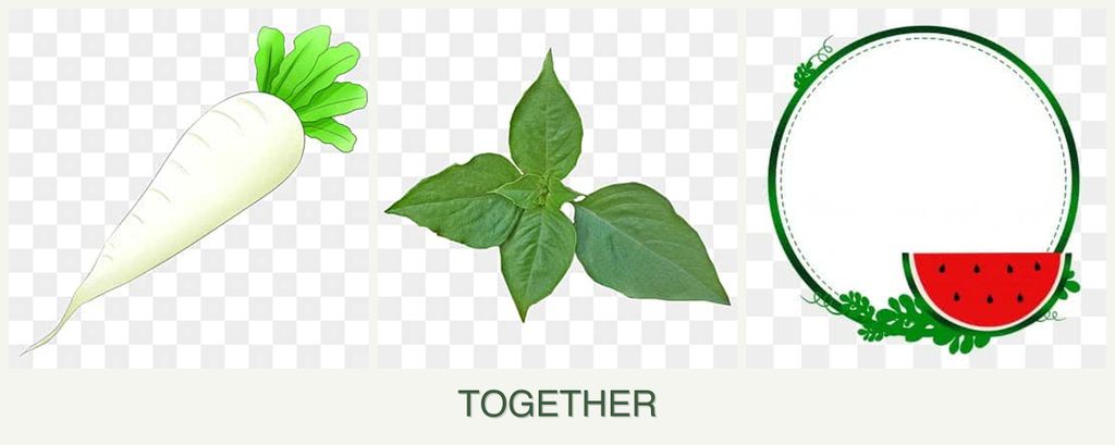 Can you plant radishes, basil and watermelons together?