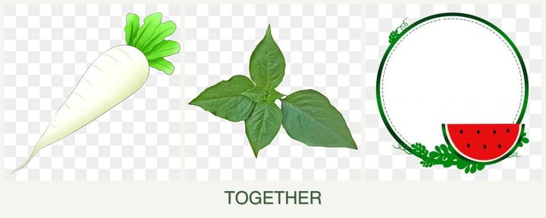 Can you plant radishes, basil and watermelons together?