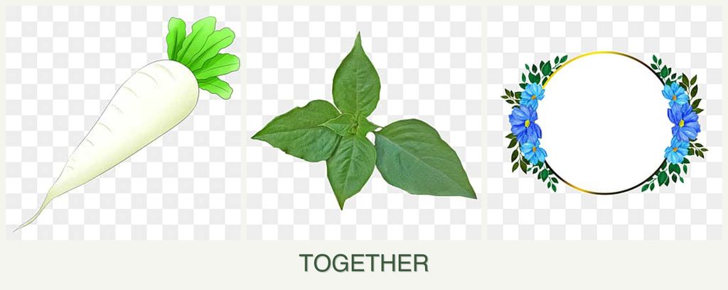 Can you plant radishes, basil and zinnias together?