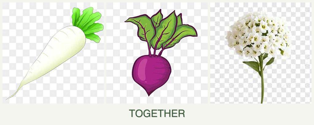 Can you plant radishes, beets and alyssum together?