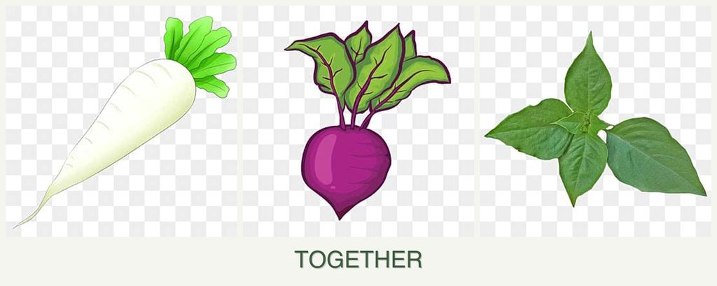 Can you plant radishes, beets and basil together?