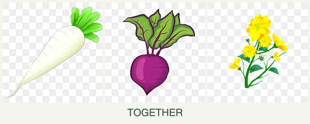 Can you plant radishes, beets and calendula together?